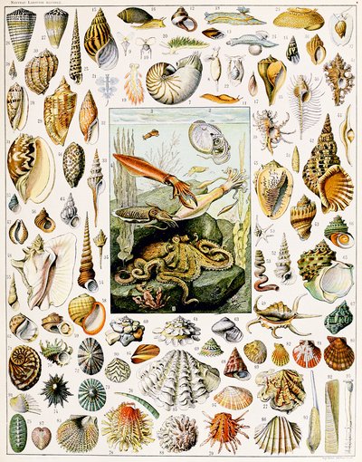 Illustratie van schelpen, ca. 1923 door Adolphe Philippe Millot