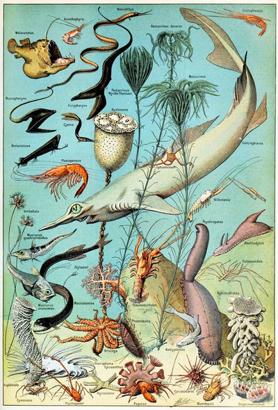 Illustratie van een diepzee-onderwaterscène, ca. 1923 door Adolphe Philippe Millot