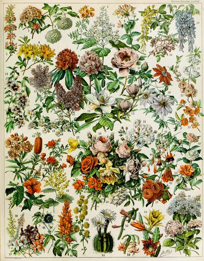 Illustratie van bloeiende planten, ca. 1923 door Adolphe Philippe Millot