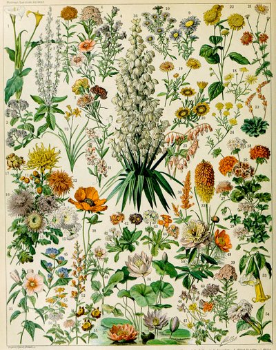 Illustratie van bloeiende planten, ca. 1923 door Adolphe Philippe Millot