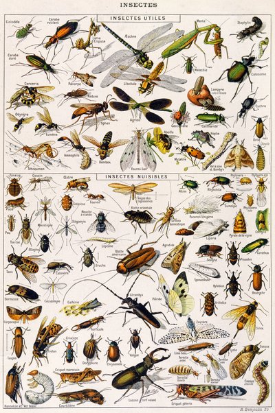 Illustratie van nuttige insecten en insectenplagen ca. 1923 (litho) door Adolphe Philippe Millot