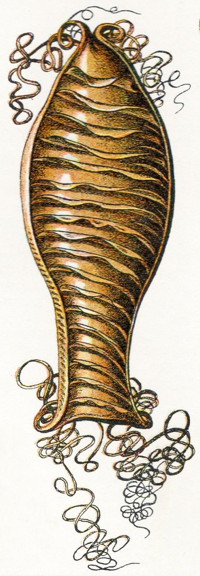 Geribbeld Eikapsel van een Kathaai (Scyliorhinus), 1923 door Adolphe Philippe Millot