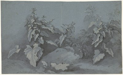 Plantenstudie door Adriaan Boudewyns