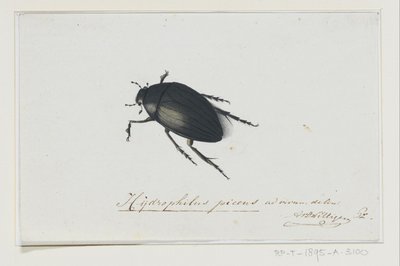Zwarte Waterkever door Adriaan van der Willigen