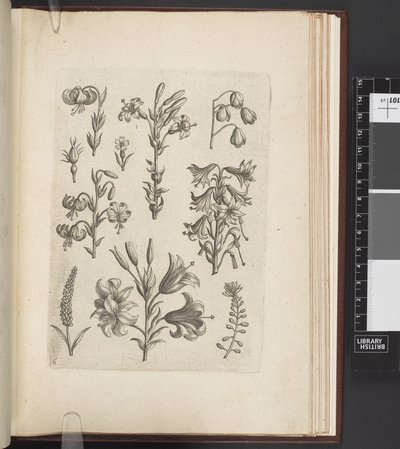 Illustratie van planten, 