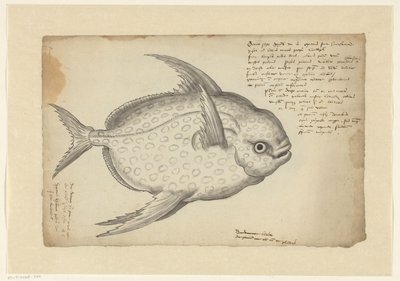 Opah (Lampris guttatus) door Adriaen Coenen