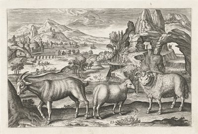 Bok en schapen door Adriaen Collaert