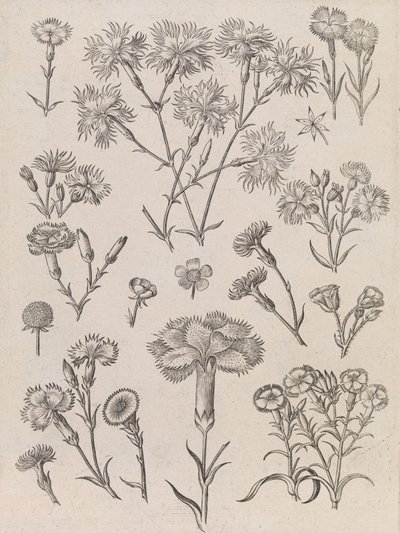  door Adriaen Collaert
