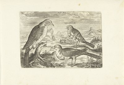 Drie vogels in een landschap door Adriaen Collaert