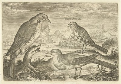 Drie vogels in een landschap door Adriaen Collaert