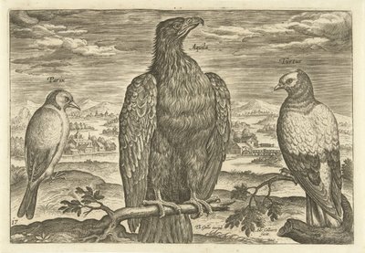 Drie vogels in een landschap door Adriaen Collaert