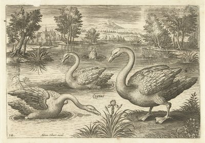 Drie zwanen in een vijver door Adriaen Collaert