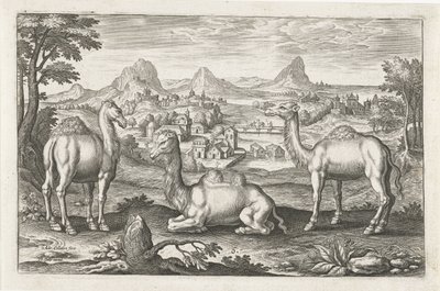 Dromedarissen en een kameel door Adriaen Collaert
