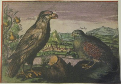 Adelaar en patrijs, Iconotheca Valvasoriana door Adriaen Collaert