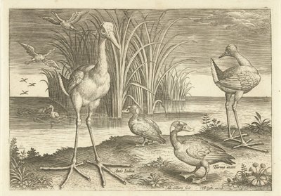 Enkele watervogels aan een oever door Adriaen Collaert