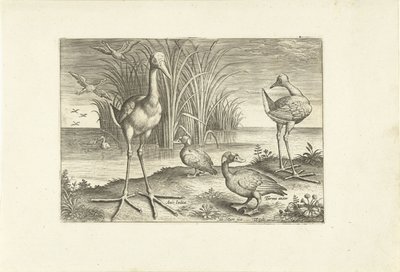 Enkele watervogels aan een oever door Adriaen Collaert