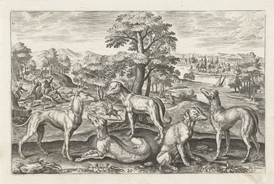 Jachthonden Vierpotige dieren Animalivm Qvaddrvpedvm door Adriaen Collaert