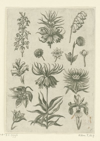 Keizerskroon, orchidee en lelietjes-van-dalen door Adriaen Collaert