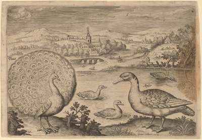 Pauw en gans door Adriaen Collaert