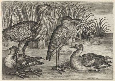  door Adriaen Collaert