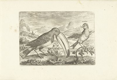 Twee exotische vogels in een landschap door Adriaen Collaert