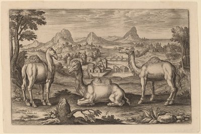 Twee Dromedarissen en een Kameel door Adriaen Collaert