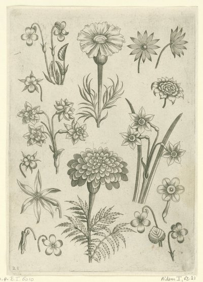 Verschillende bloemen, viooltjes en narcissen door Adriaen Collaert