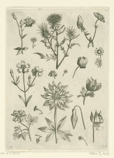 Verschillende bloemen, waaronder akelei en cyclaam (Florilegium) door Adriaen Collaert