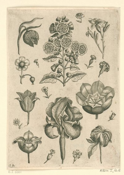Verschillende bloemen waaronder iris en viooltje door Adriaen Collaert