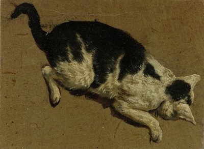 Kat van bovenaf door Adriaen van de Velde