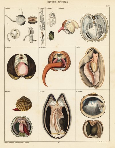 Anatomie van tweekleppige weekdieren (lithografie) door Adrian Schleich