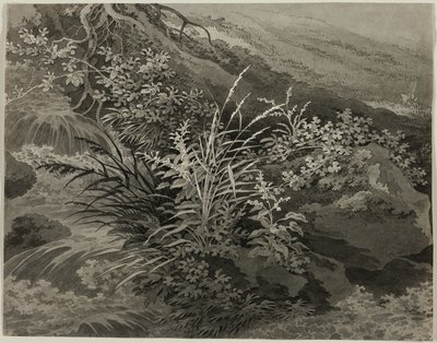 Hoek van de Weide met Riet en Andere Planten door Adrian Zingg