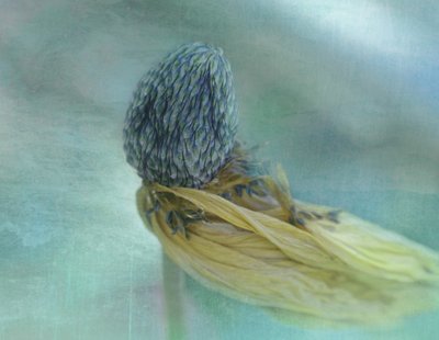 Zachtblauwe bloesem door Adriana Kastelan