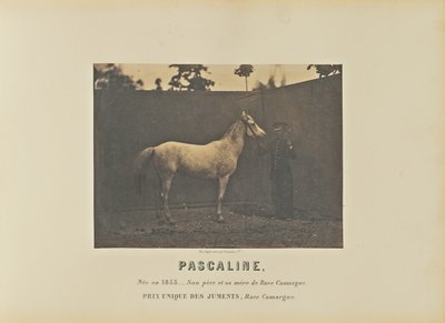 Pascaline door Adrien Alban Tournachon