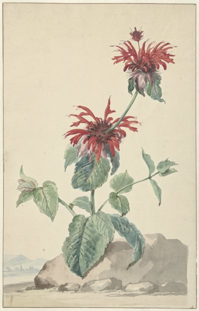 Een rode bergamot in een landschap door Aert Schouman (circle of)