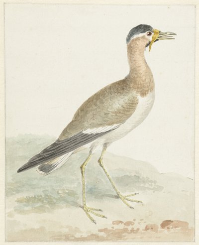 Een Geelwattelige Kievit door Aert Schouman (possibly)