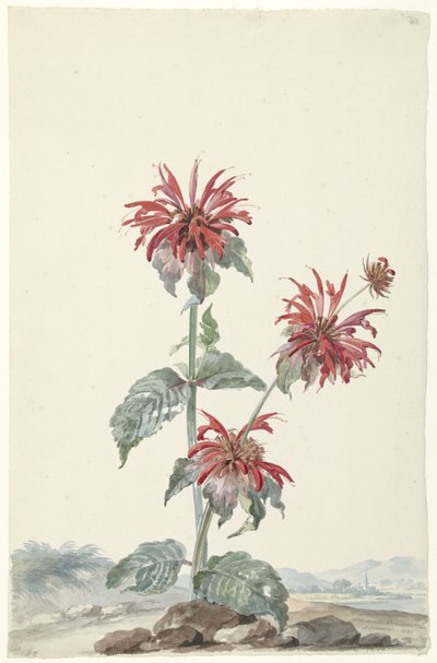 Een rode bergamot in een landschap door Aert Schouman (signed by artist)