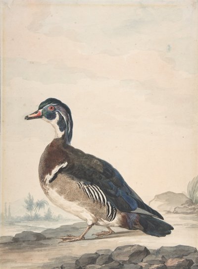 Een eend, 1725-92 door Aert Schouman