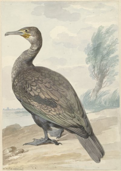 Aalscholver door Aert Schouman