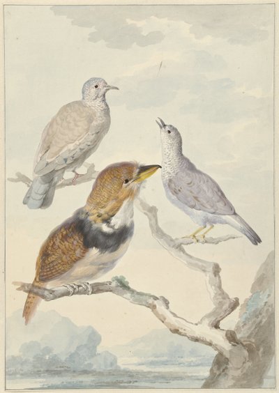 Drie vogels, twee Incaduiven en een gekraagde baardkoekoek door Aert Schouman
