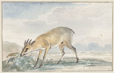 Guinees Jufferbokje of Sylvicapra Grimmia door Aert Schouman