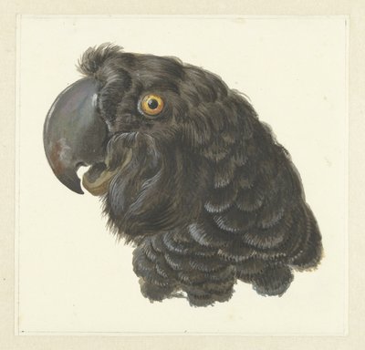 Hoofd van een kaketoe door Aert Schouman
