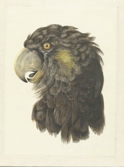 Hoofd van een kaketoe door Aert Schouman