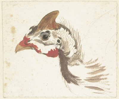 Hoofd van een helmperlhenn door Aert Schouman