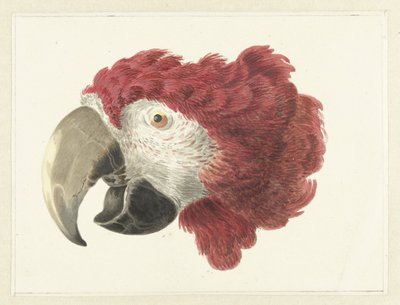 Hoofd van een ara door Aert Schouman