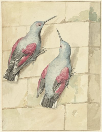 Twee rotskruipers, blauw en paars, op een muur door Aert Schouman