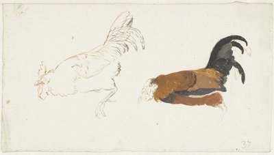 Twee studies van een dode haan door Aert Schouman