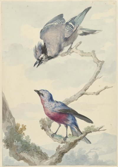 Twee vogels: een blauwe gaai en een purperborstcotinga door Aert Schouman