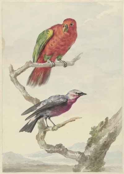 Twee vogels, waaronder een rood-groene papegaai door Aert Schouman