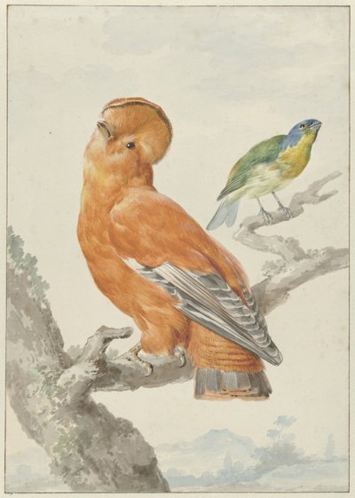 Twee exotische vogels door Aert Schouman